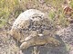 Leopard Tortoise, Botswana