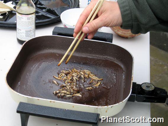 Cooking Mealworms and Crickets, Randall Museum Bug Day 2006