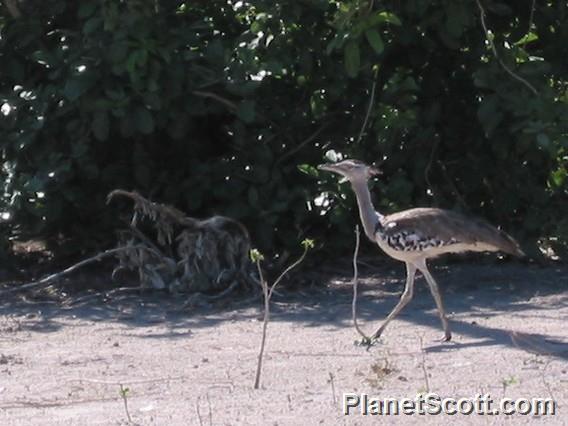 Kori Bustard, Botswana