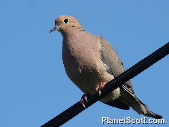 Mourning Dove (Zenaida macroura) 