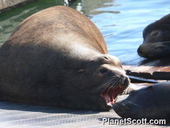 California sea lion (Zalophus californianus) Males