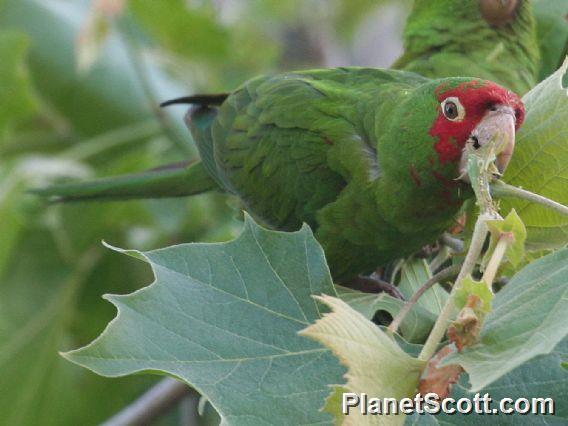 Mitred Parakeet (Aratinga mitrata) 