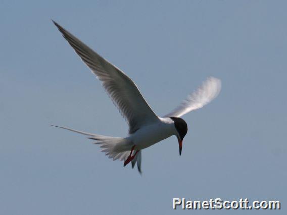 Forster's Tern (Sterna forsteri) 