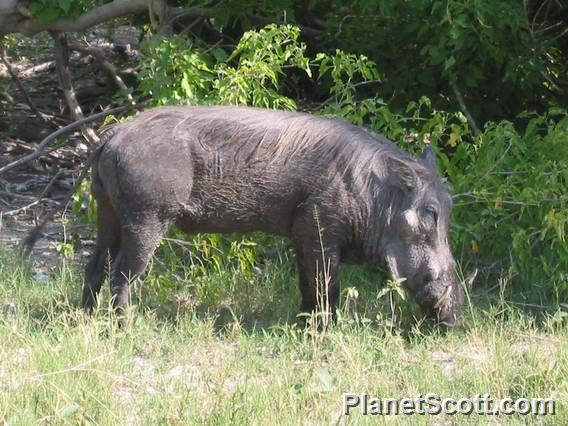 Warthog, Botswana