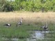 Wattled Crane and Saddle-billed Stork, Botswana