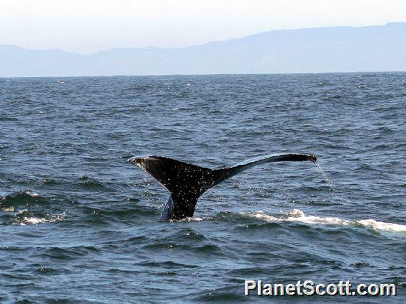 humpback whale (Megaptera novaeangliae) 