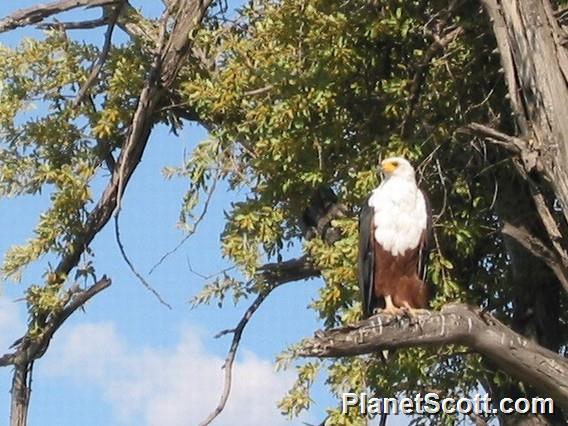 African Fish Eagle, Botswana