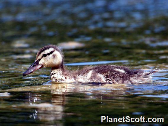 Mallard (Anas platyrhynchos) Juvenile