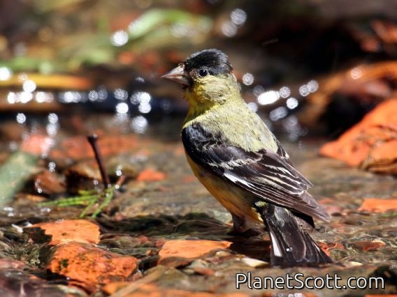 Lesser Goldfinch (Spinus psaltria)