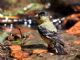 Lesser Goldfinch (Carduelis psaltria) 