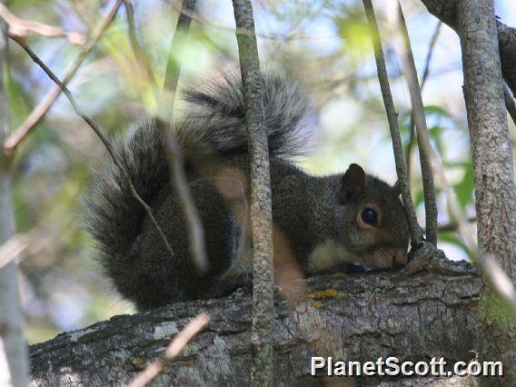 Eastern Gray Squirrel (Sciurus carolinensis) 