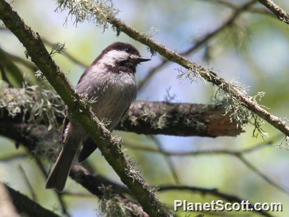 Chestnut-backed Chickadee (Parus rufescens) 