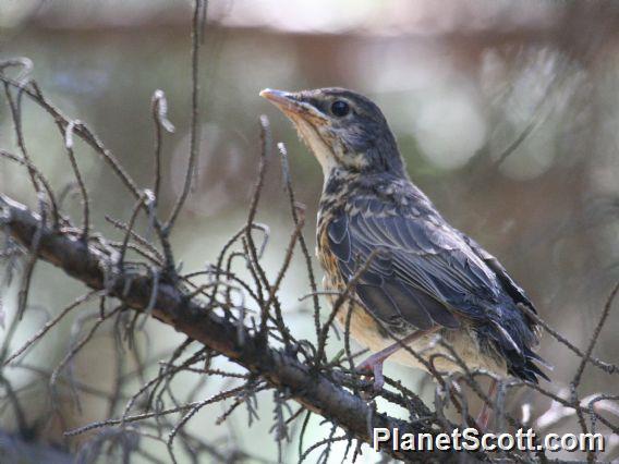 American Robin (Turdus migratorius) Juvenile