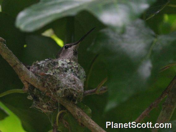 Anna's Hummingbird (Calypte anna) Female with nest