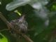 Annas Hummingbird (Calypte anna) Female with nest