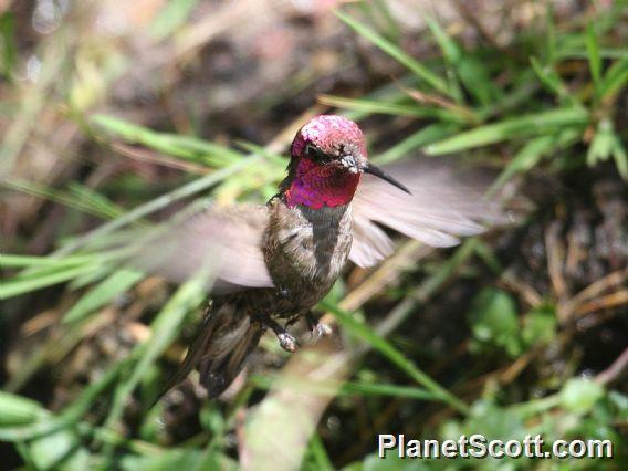Anna's Hummingbird (Calypte anna) Male in Flight