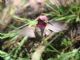 Annas Hummingbird (Calypte anna) Male in Flight