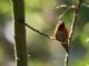Allens Hummingbird (Selasphorus sasin) 