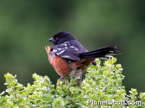 Spotted Towhee (Pipilo erythrophthalmus) 