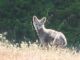 coyote (Canis latrans) 