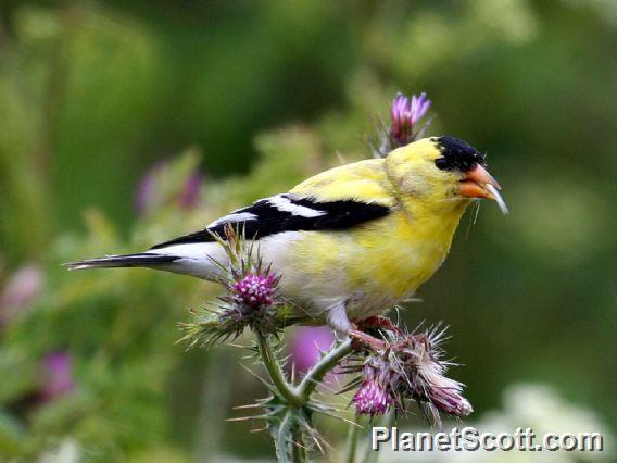 American Goldfinch (Carduelis tristis) Male