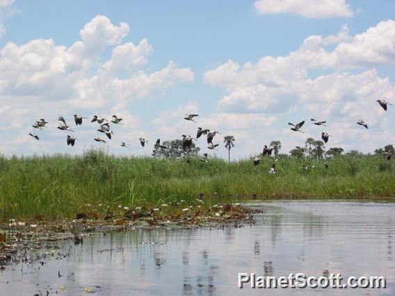 Okavango Delta, Botswana