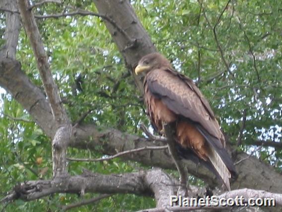 Yellow-billed Kite, Botswana