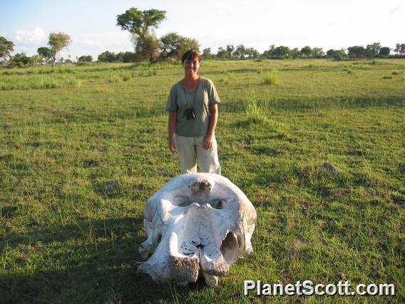 Barbara and Elephant Skull, Botswana