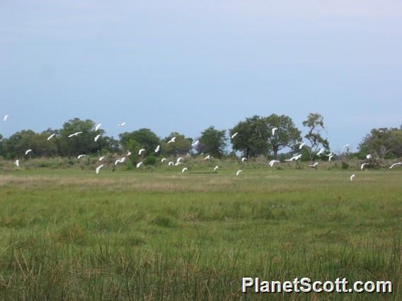 Flock of Cattle Egret, Botswana