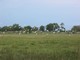 Flock of Cattle Egret, Botswana