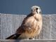 American Kestrel (Falco sparverius) Male