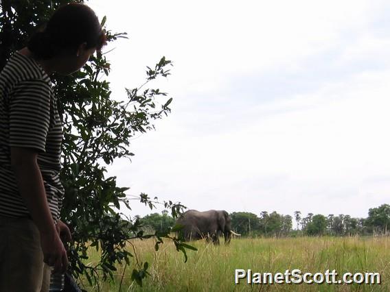 Barbara Surveys a Nearby Elephant, Botswana