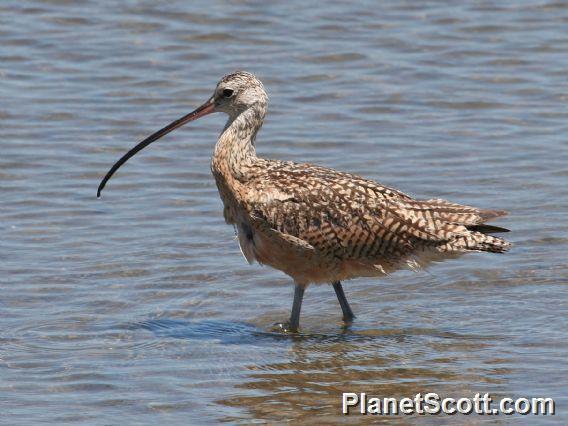 Long-billed Curlew (Numenius americanus) 