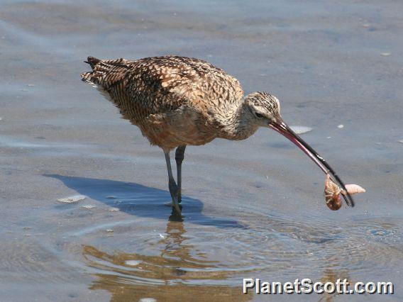 Long-billed Curlew (Numenius americanus) Feeding