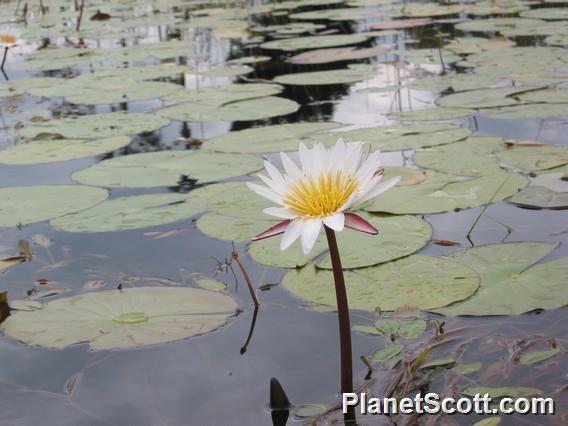 Okavango Delta Flower, Botswana