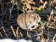 Long-tailed Vole (Microtis longicaudus) 