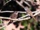 Ash-throated Flycatcher (Myiarchus cinerascens) 