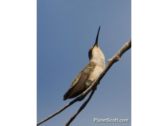 Black-chinned Hummingbird (Archilochus alexandri) Female