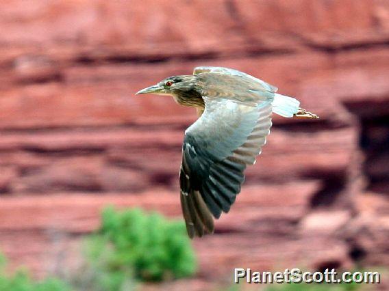 Black-crowned Night-Heron (Nycticorax nycticorax) In Flight