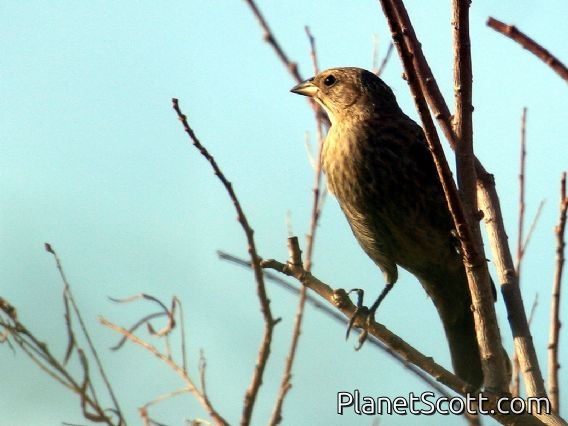 Blue Grosbeak (Passerina caerulea)