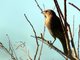 Blue Grosbeak (Guiraca caerulea) Female