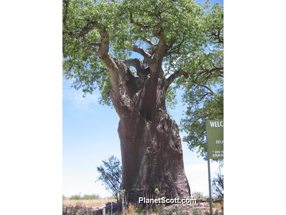 Baobab Tree, Botswana