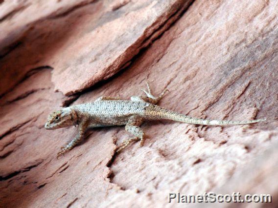 Plateau Fence Lizard (Sceloporus tristichus) 