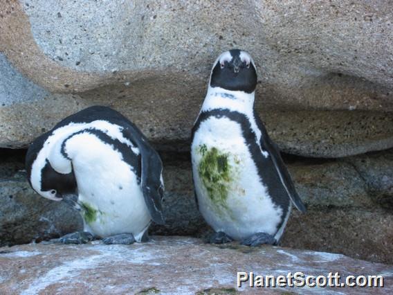 African Penguins, South Africa