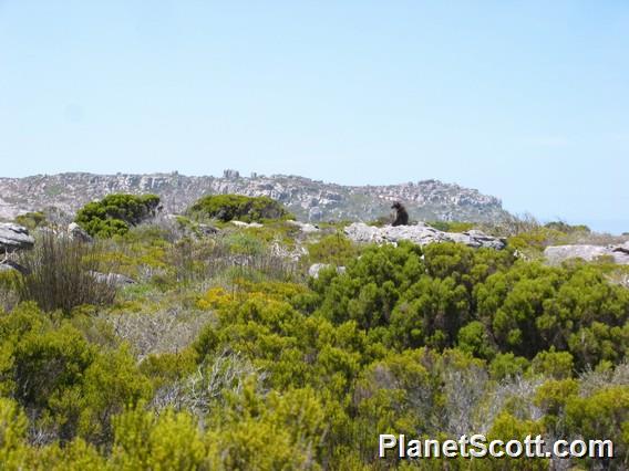 Cape Fynbos, South Africa