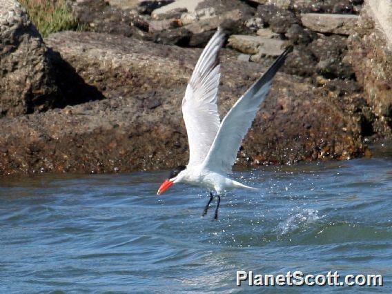 Caspian Tern (Sterna caspia) 