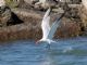 Caspian Tern (Sterna caspia) 