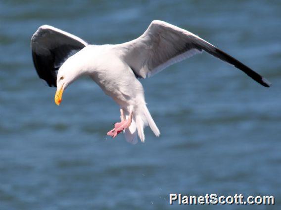 Western Gull (Larus occidentalis) In Flight