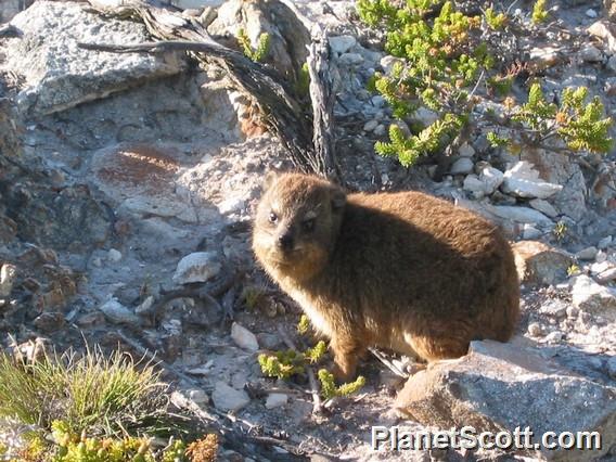 Rock Hyrax, South Africa