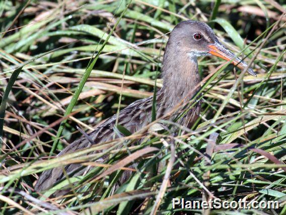 Ridgway's Rail (Rallus obsoletus) 